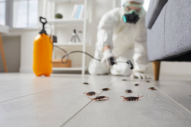 Post-Treatment Bed Bug Interceptor Monitoring in Shadyside